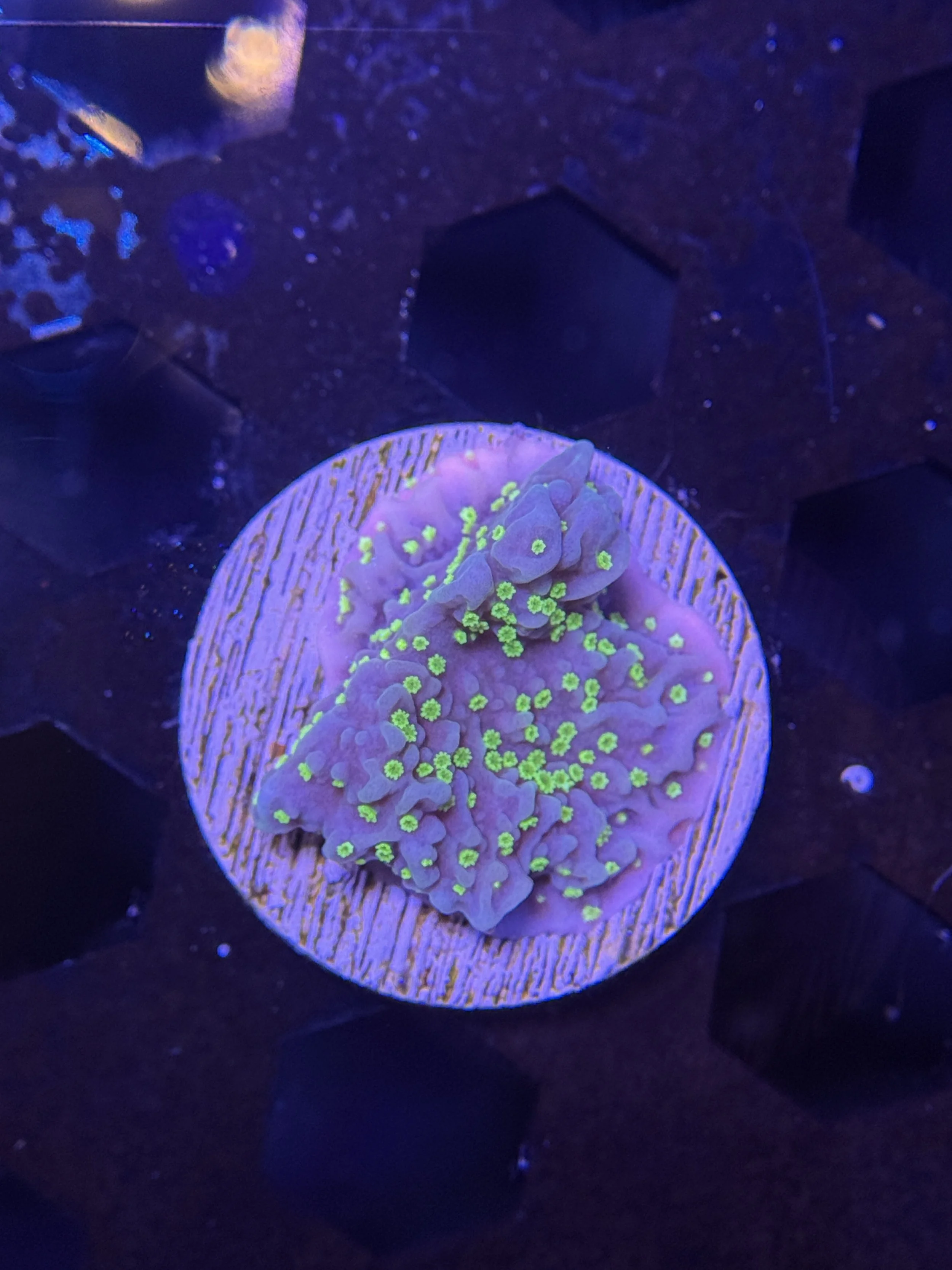 Hot Pink Rim Montipora