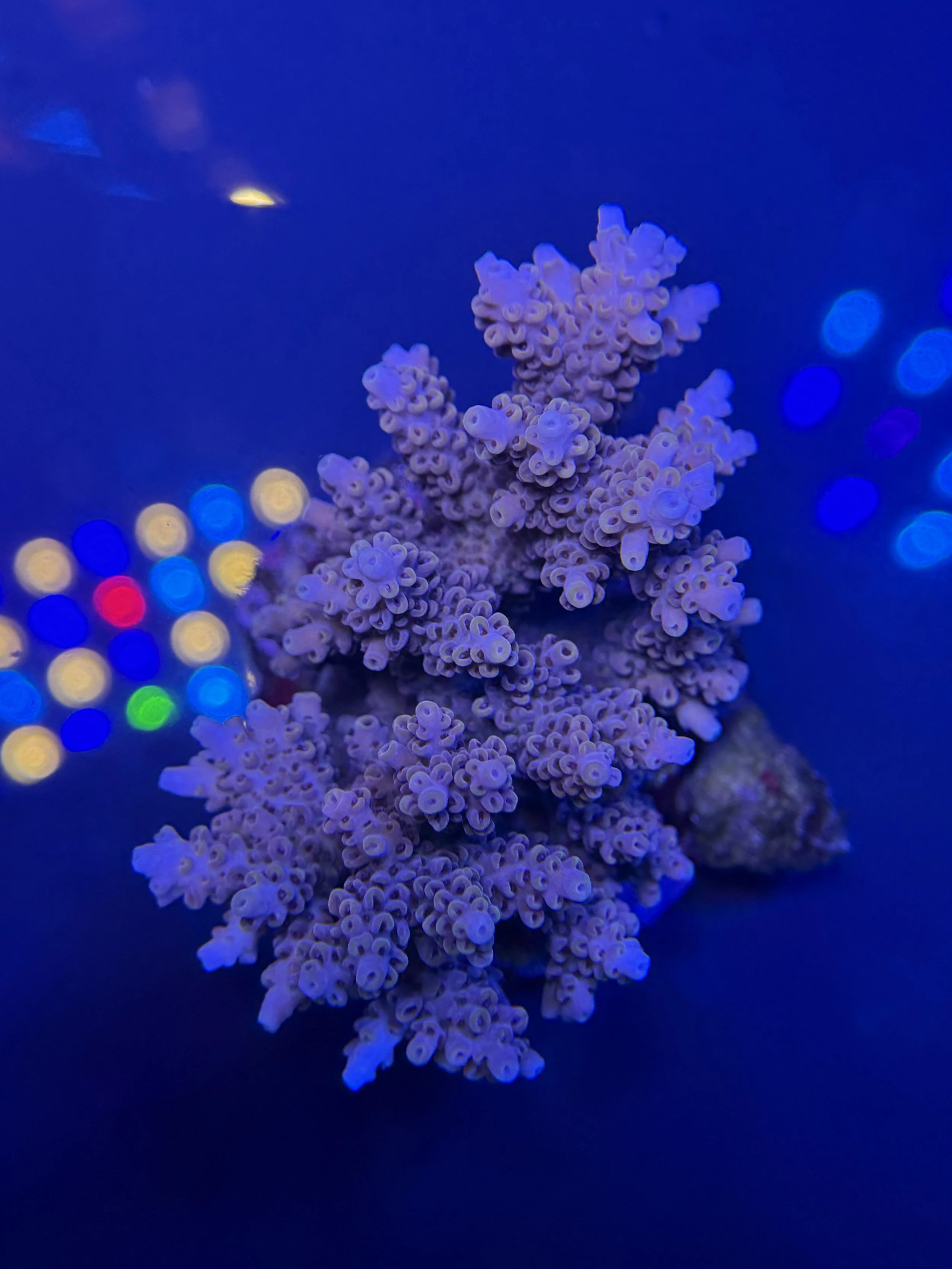 Indo Acro Premium Cultured