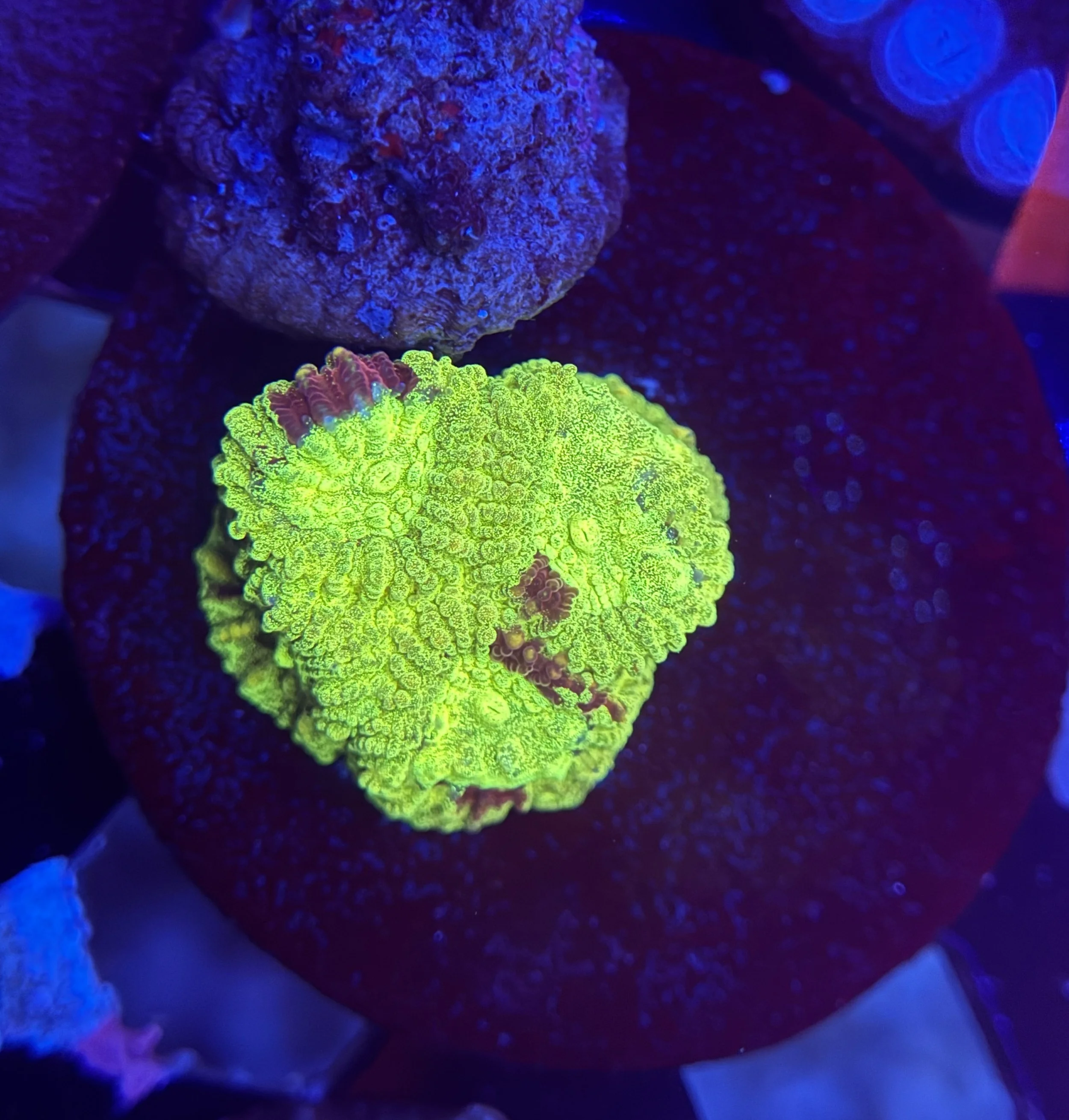 Ultra Favia Frag 002