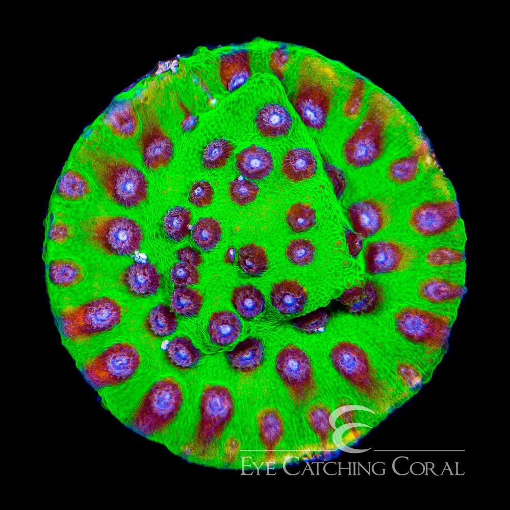 ECC Master PPE Cyphastrea Frag — Special Order [AC221]