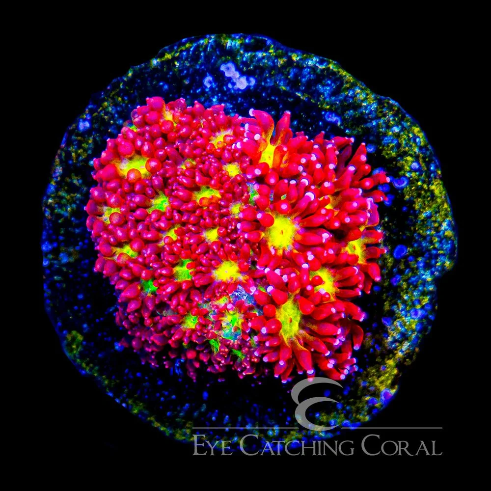 ECC Pink Lemon Drop Goniopora Frag — Special Order [AC950]