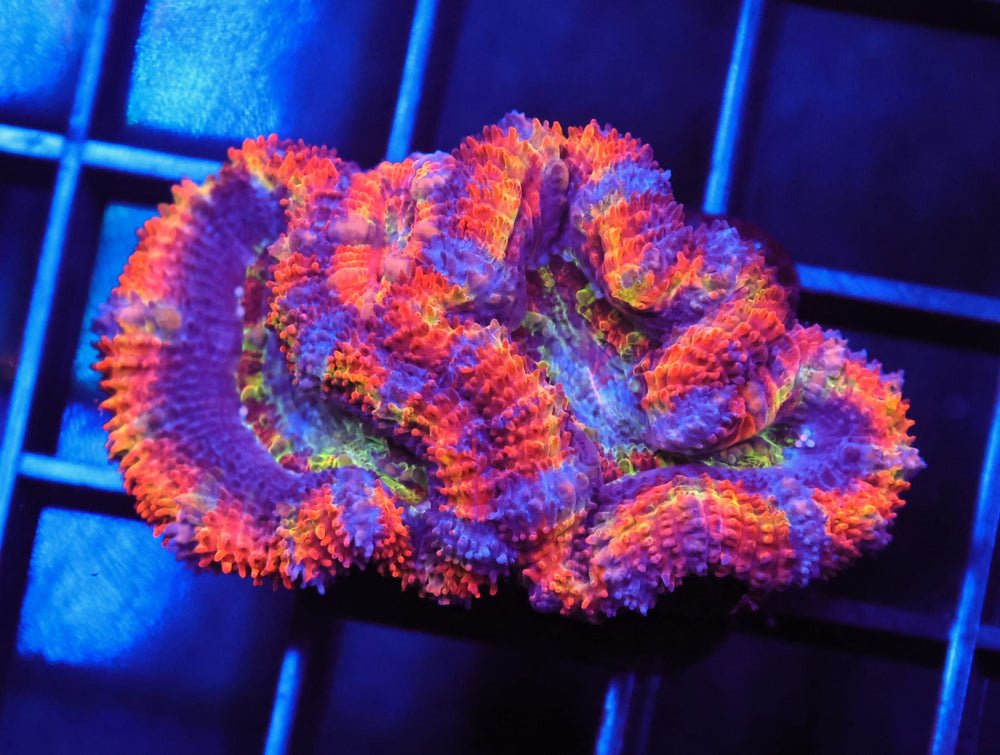 B09 -Aussie Rainbow Acan Lord — Special Order [SDC-B09]