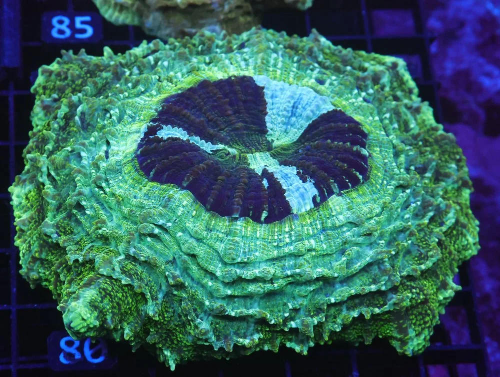 B80 -Aussie Emerald City Acanthophyllia — Special Order [SDC-B80]
