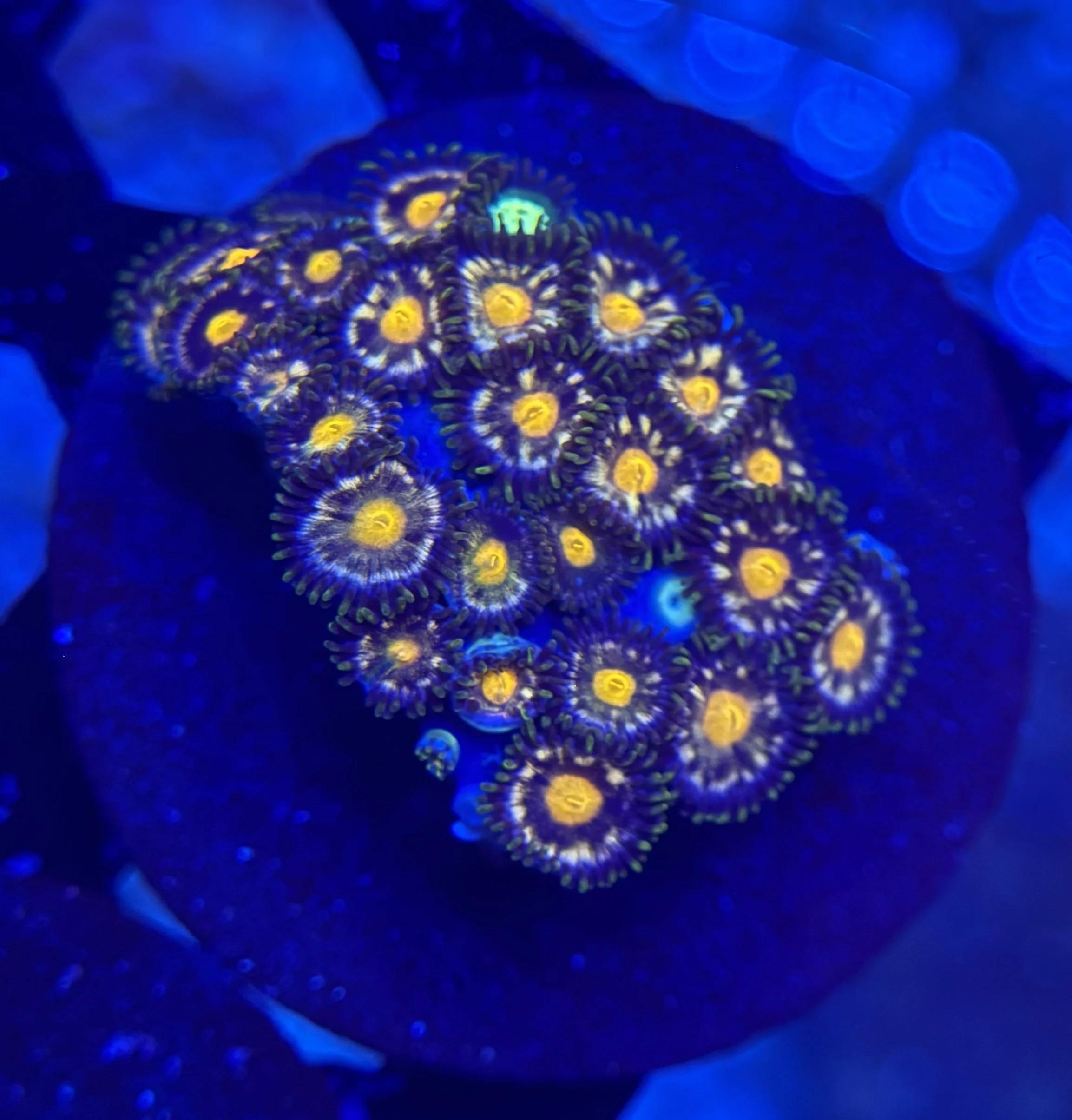 Assorted Zoa Frag 015 $30.jpg