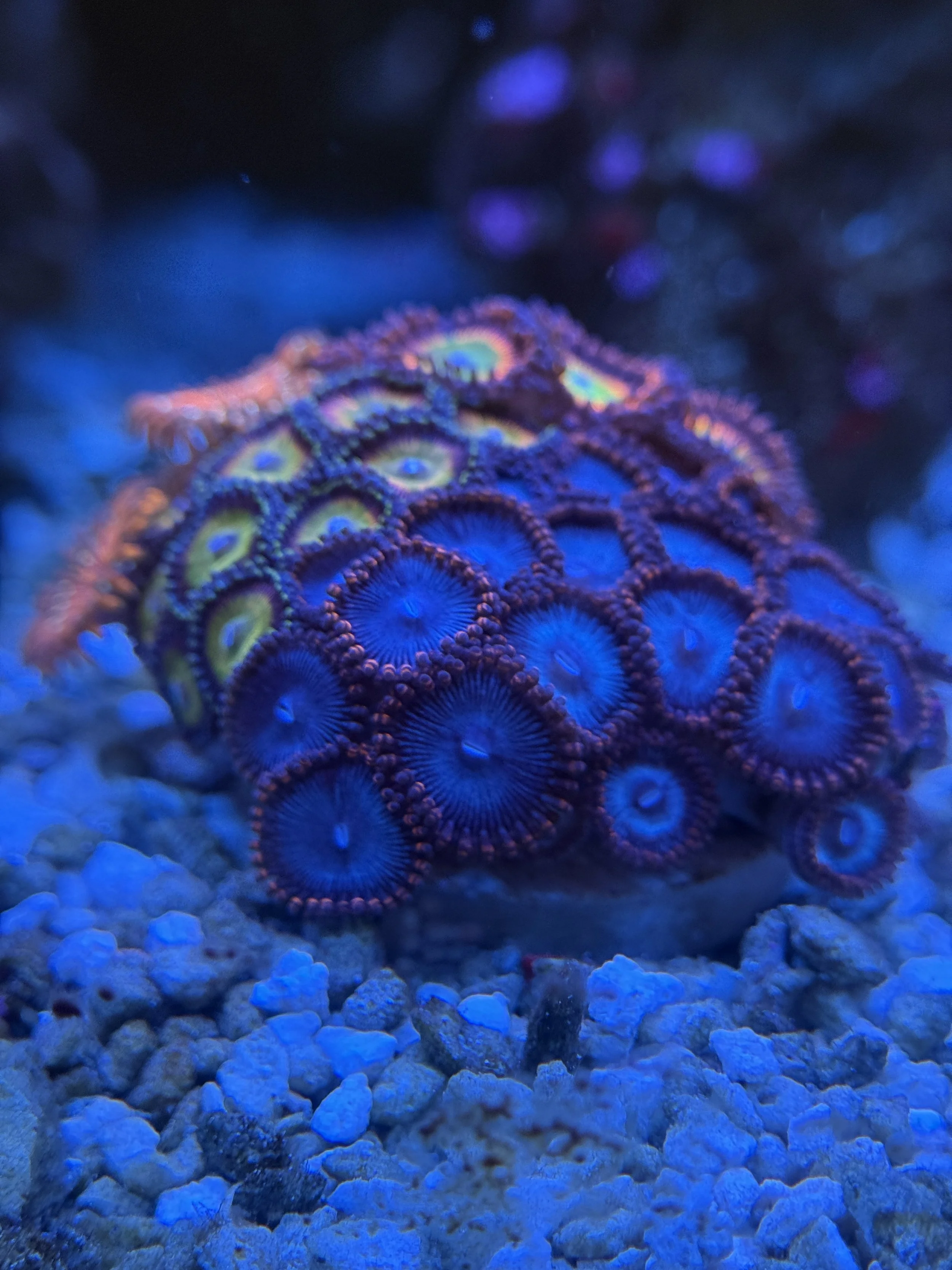 Ultra Combo Zoa Garden