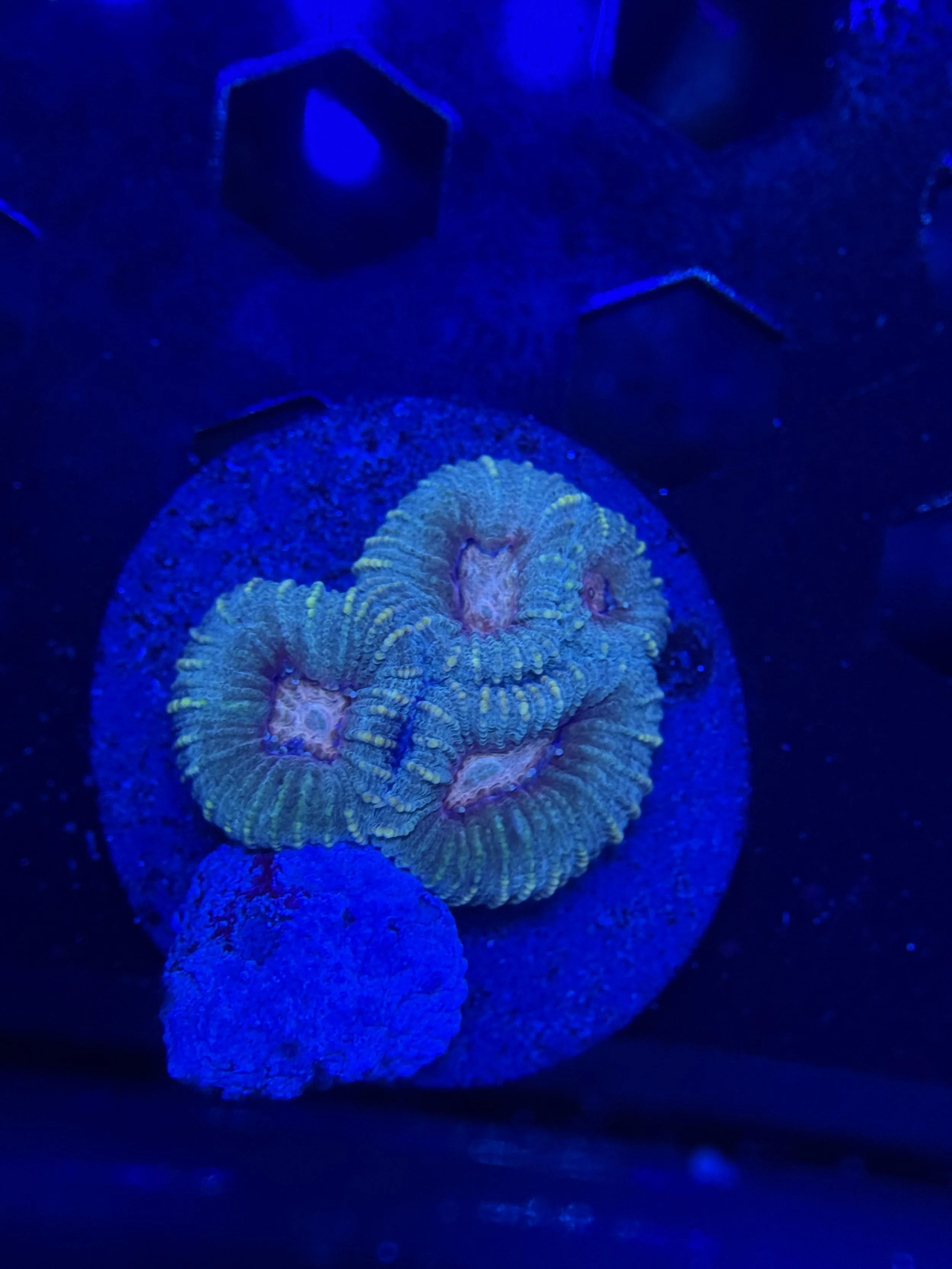 Green Favia Frag