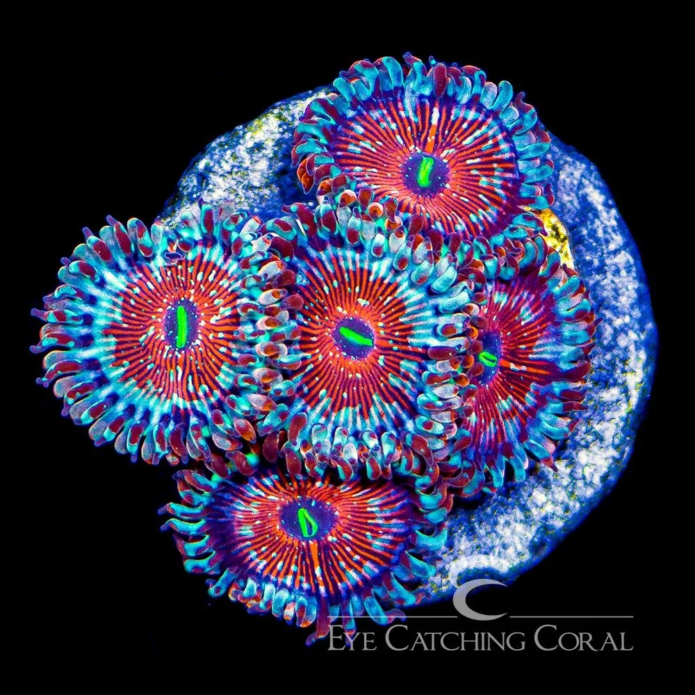 ECC Seduction Zoanthid Frag (2+ Polyp Average) — Special Order [AC107]