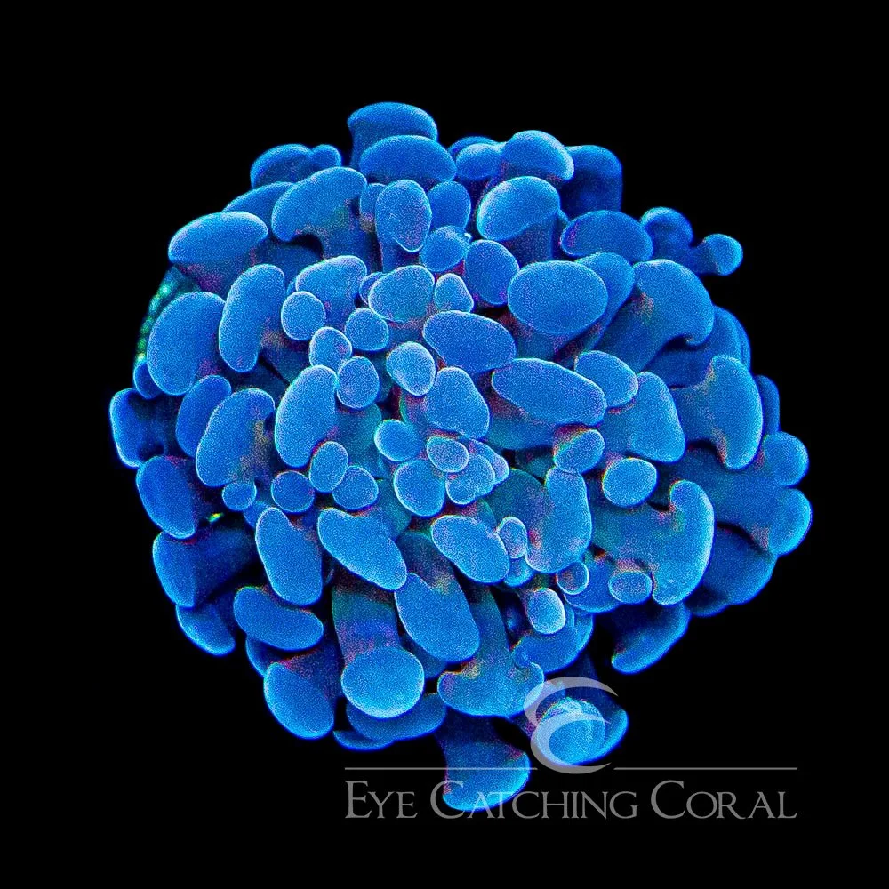 ECC Dark Storm Hammer Frag — Special Order [AC1027]