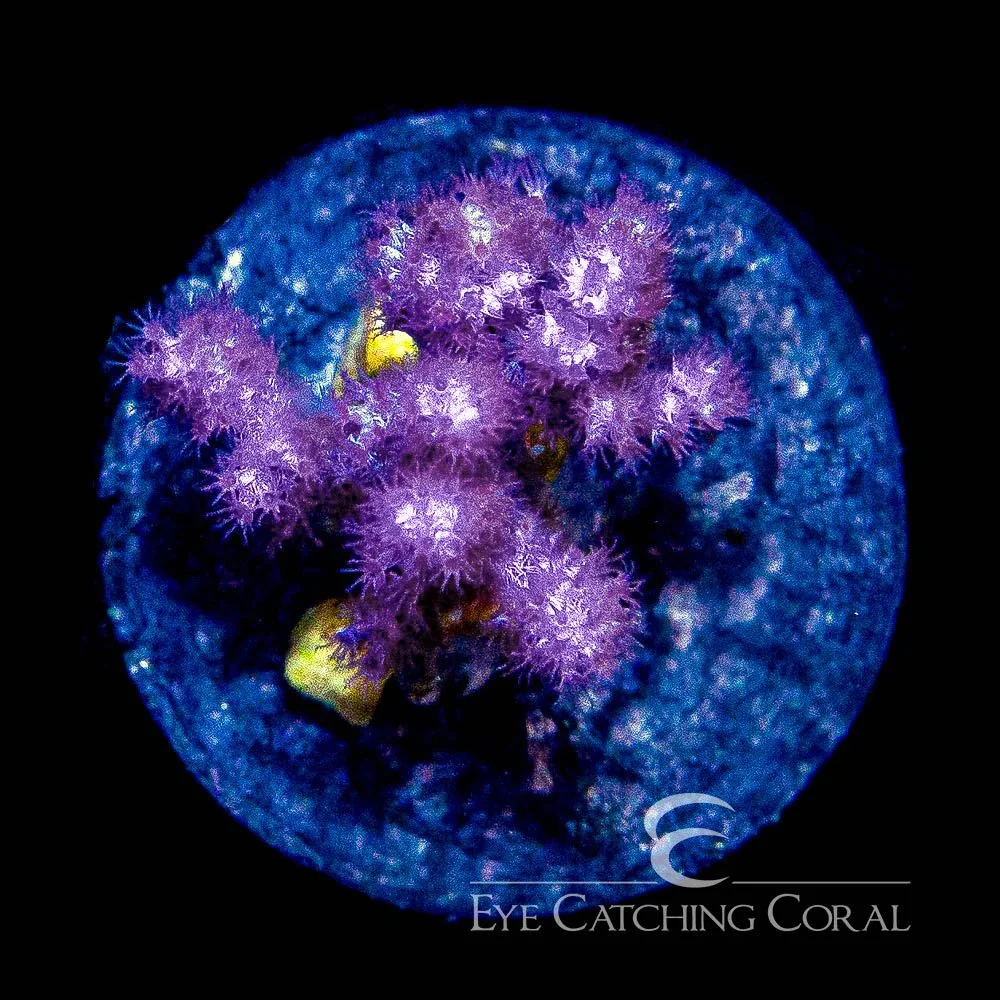Koji Pink Nephthea Big Frag — Special Order [f1AC873]