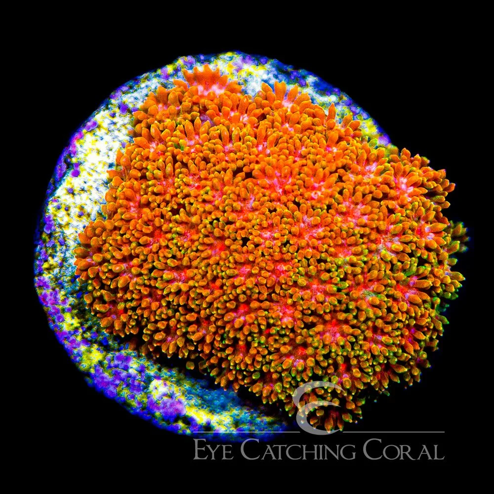 ECC Citrus Orange Short Polyp Goniopora Frag — Special Order [AC964]