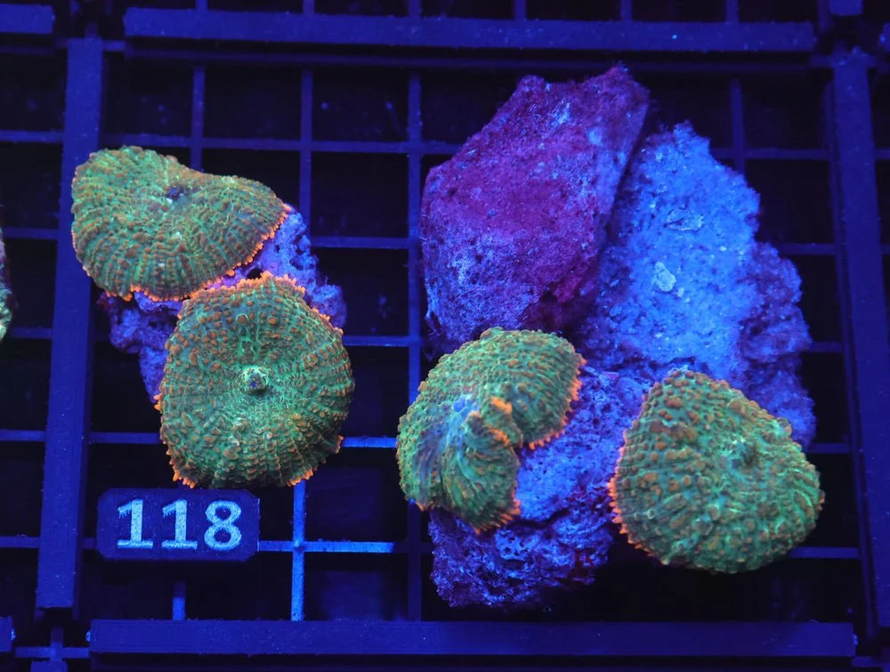 B118 - Orange Crush Rhodactis Mushroom — Special Order [SDC-B118]