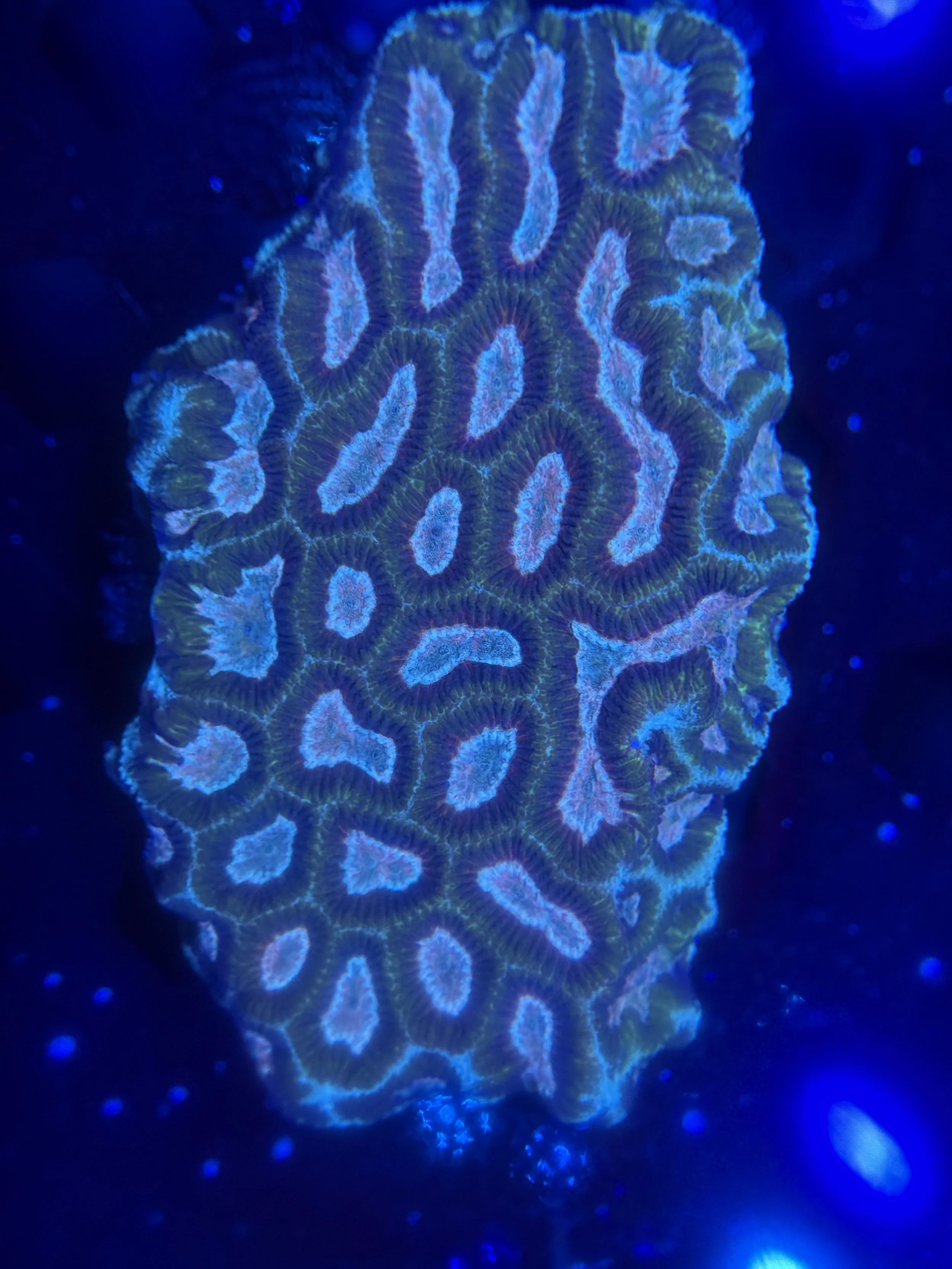 Green Platygyra Mini Colony