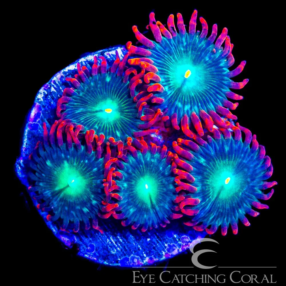 ECC Redwood Zoanthid Frag (Big Polyp Zoa) (4+Polyp Average) — Special Order [AC1111]