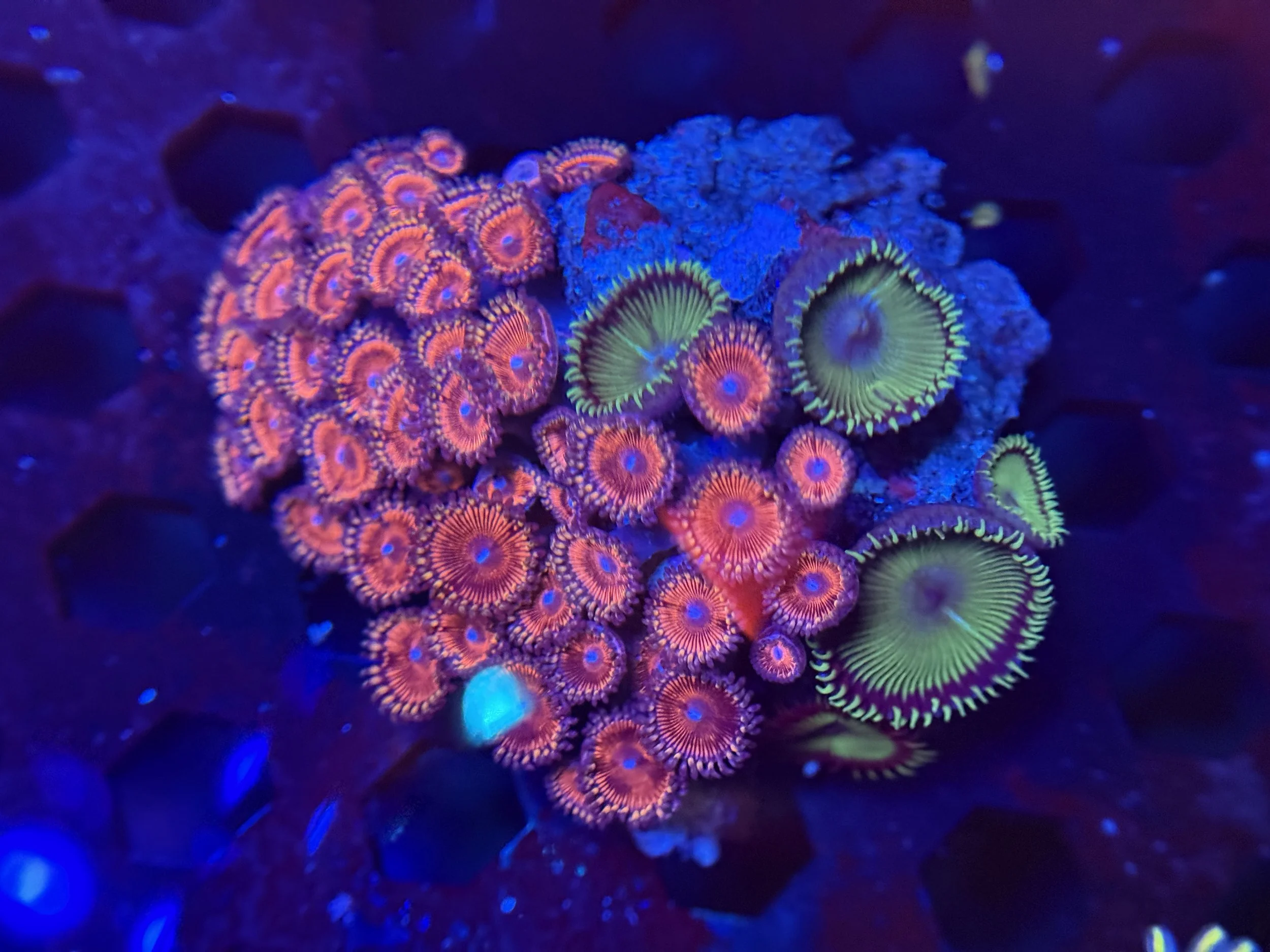Zoa Colony