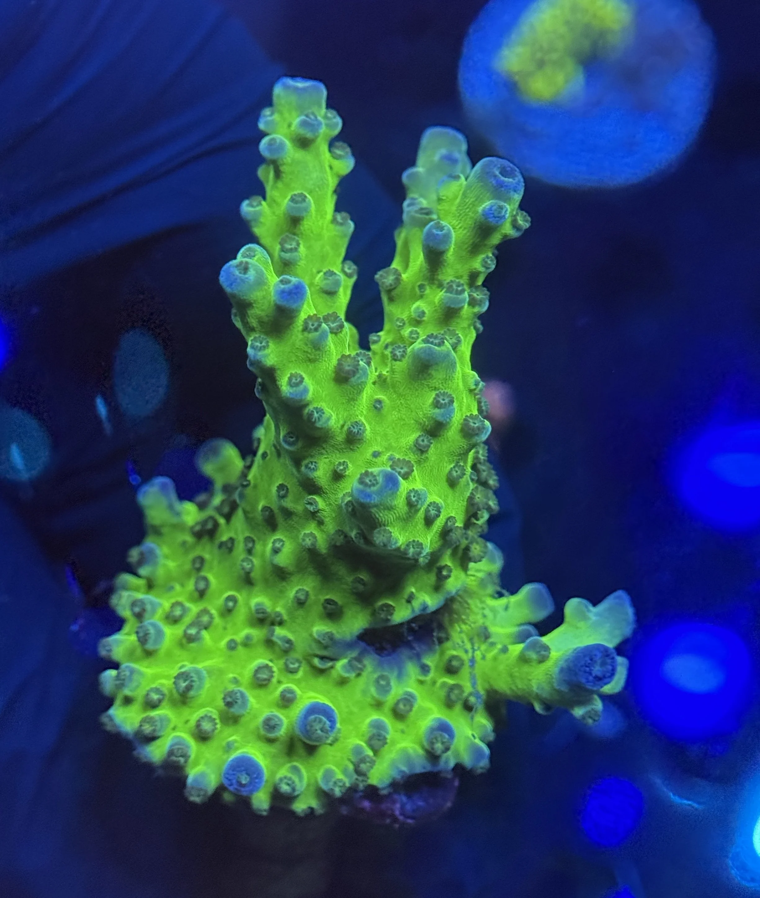 Cali Tort Acro Colony