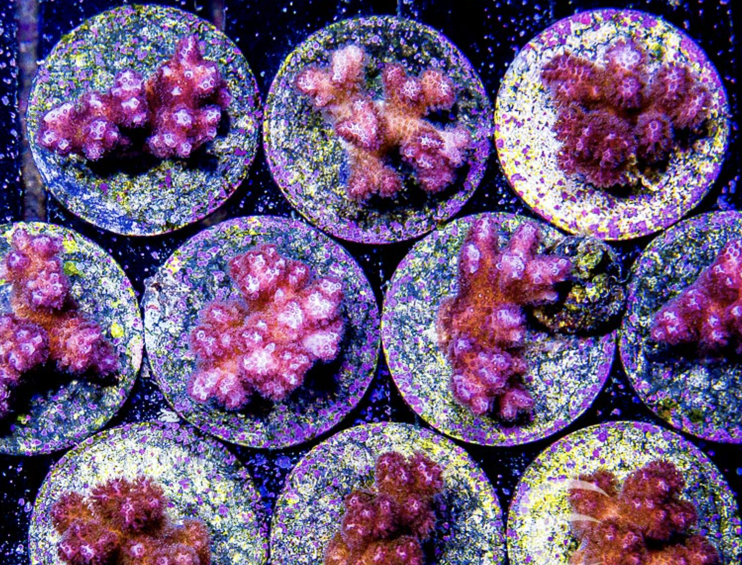 Pink Pocillopora Frag