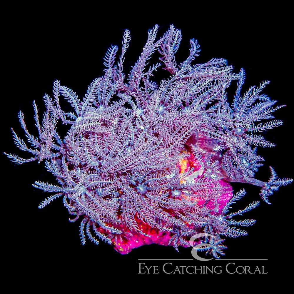 ECC Waving Hand Anthelia Mini Colony — Special Order [AC859]