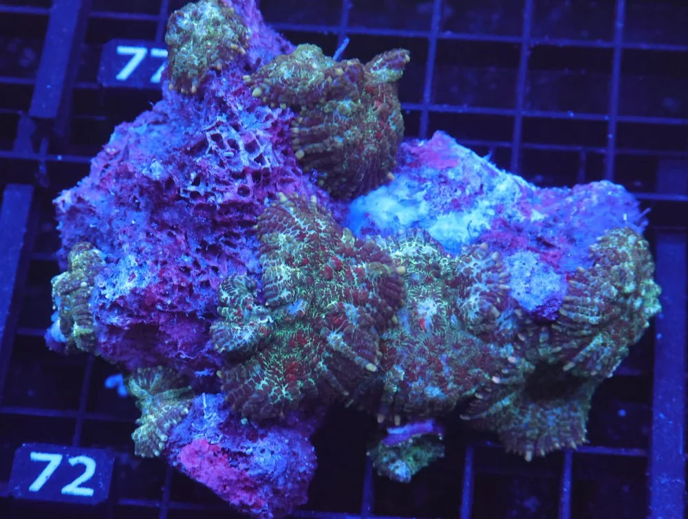 B72 -Jungle Book Rhodactis Mushroom — Special Order [SDC-B72]