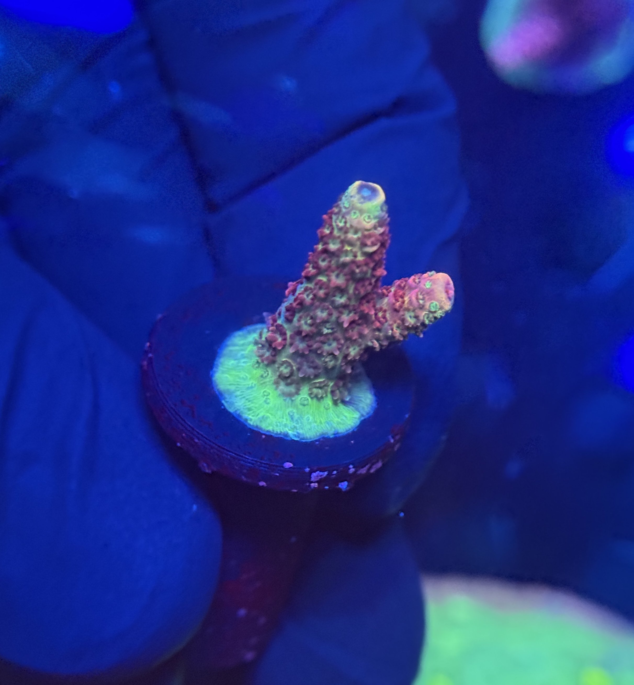 Acropora Frag 010