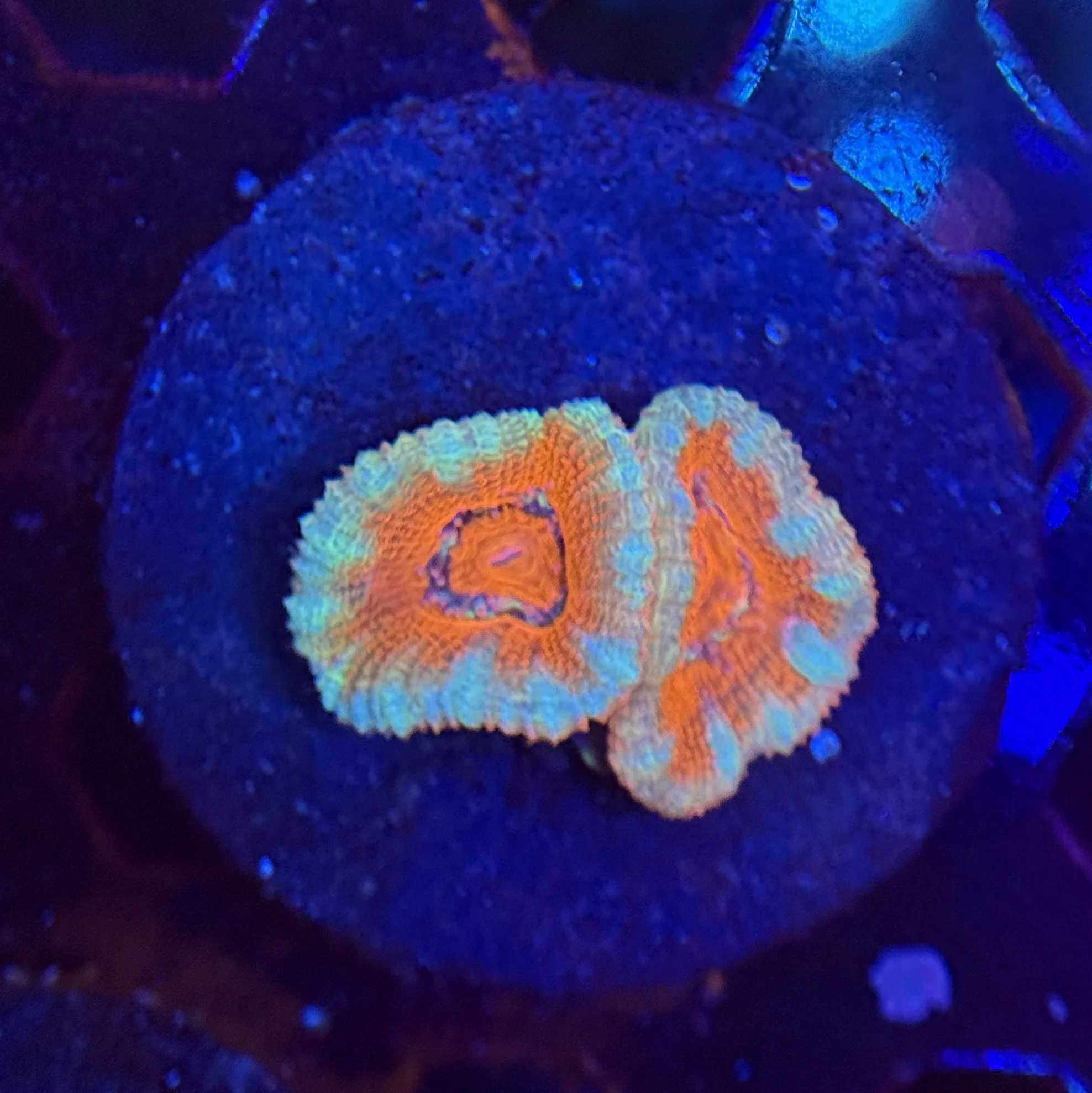 Acan Frag 007