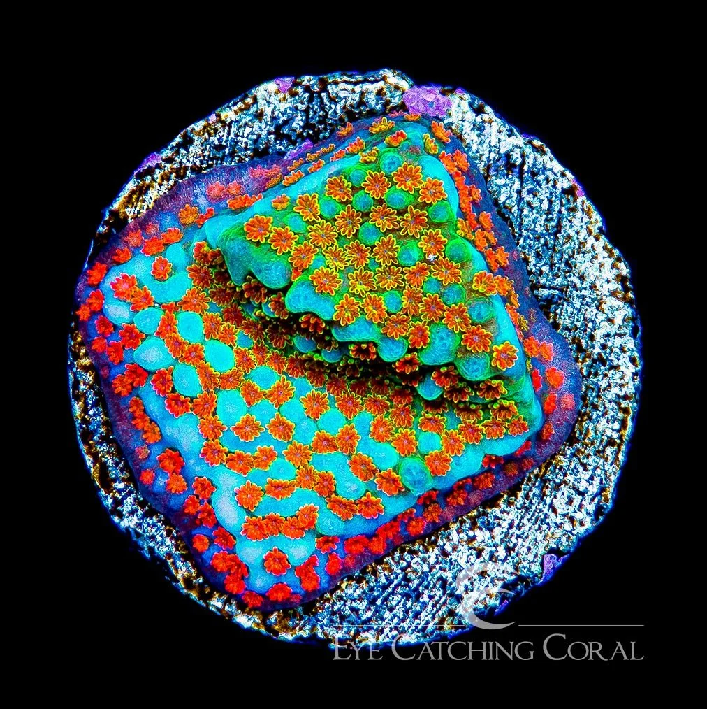 ECC Aquaman Montipora Frag — Special Order [AC365]