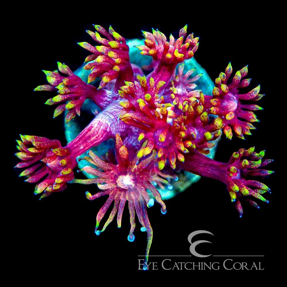 TCK Insane Flame Tip Goniopora Frag — Special Order [AC914]