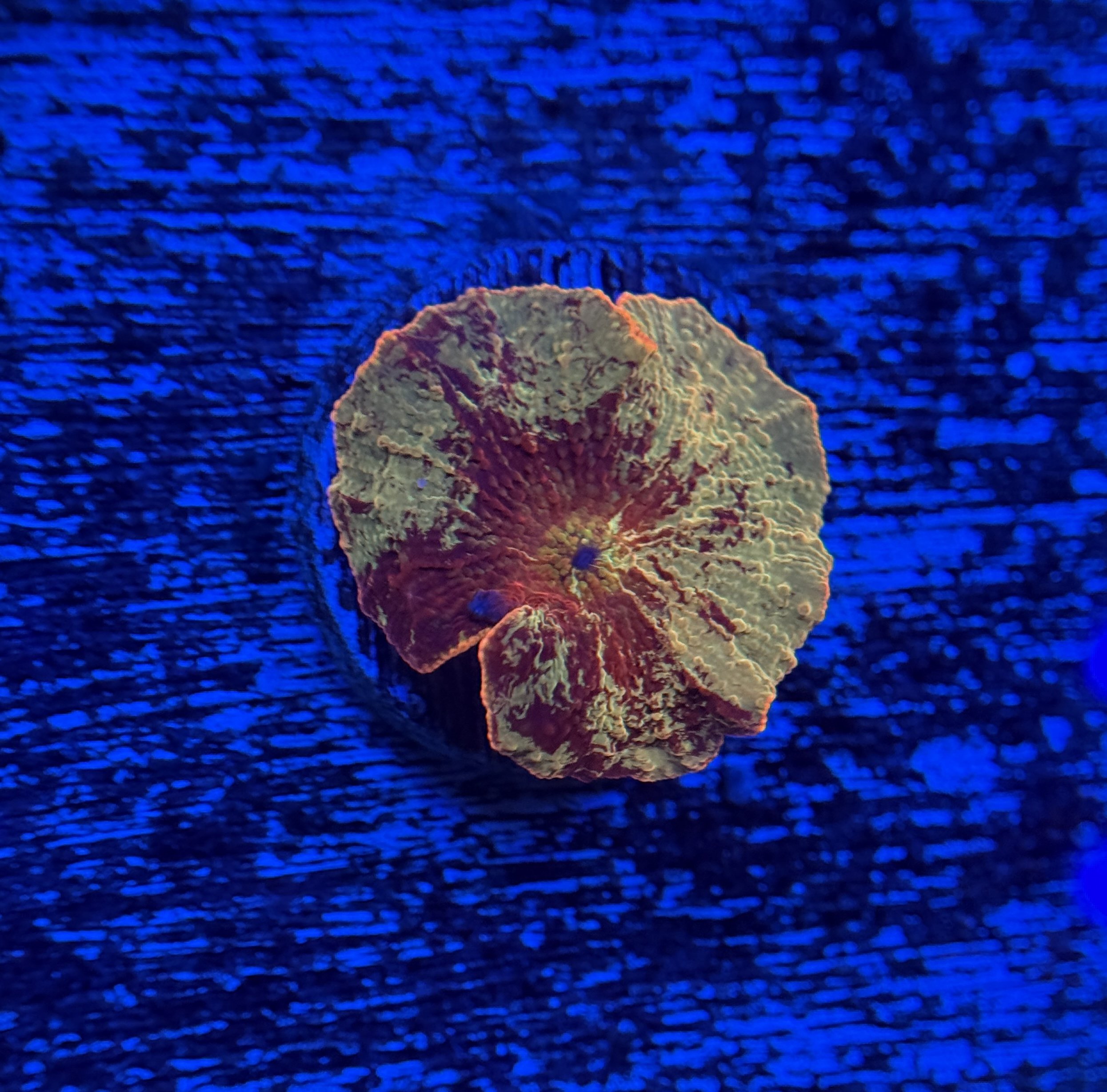 Jawbreaker Mushroom $190.jpg