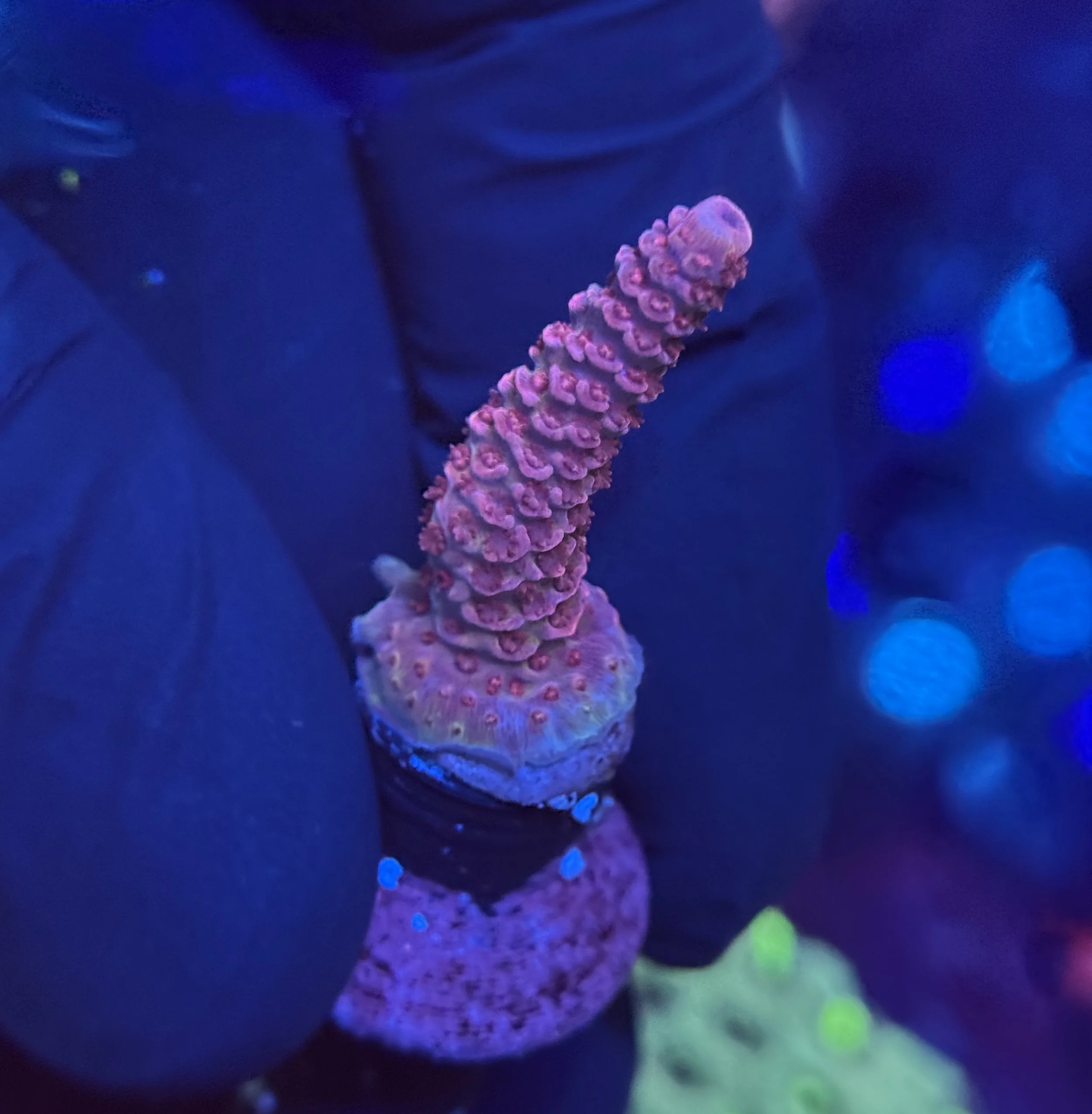Acropora Frag 005
