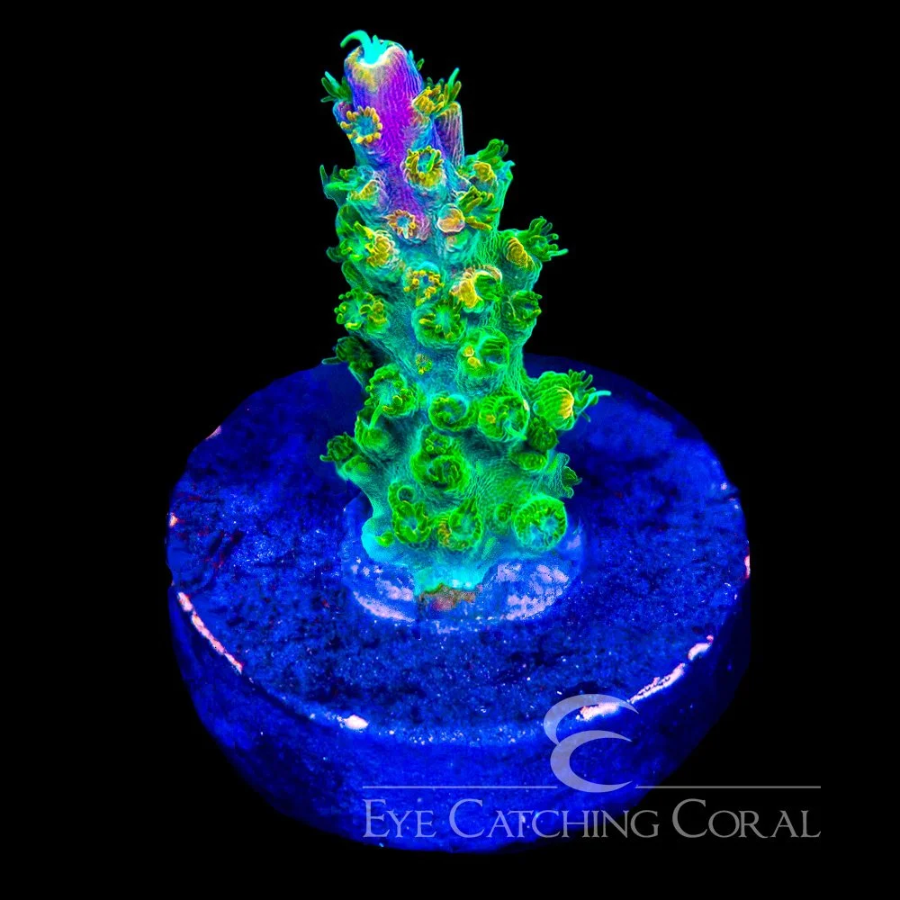 ECC Peach Rings Acropora Frag — Special Order [AC1122]