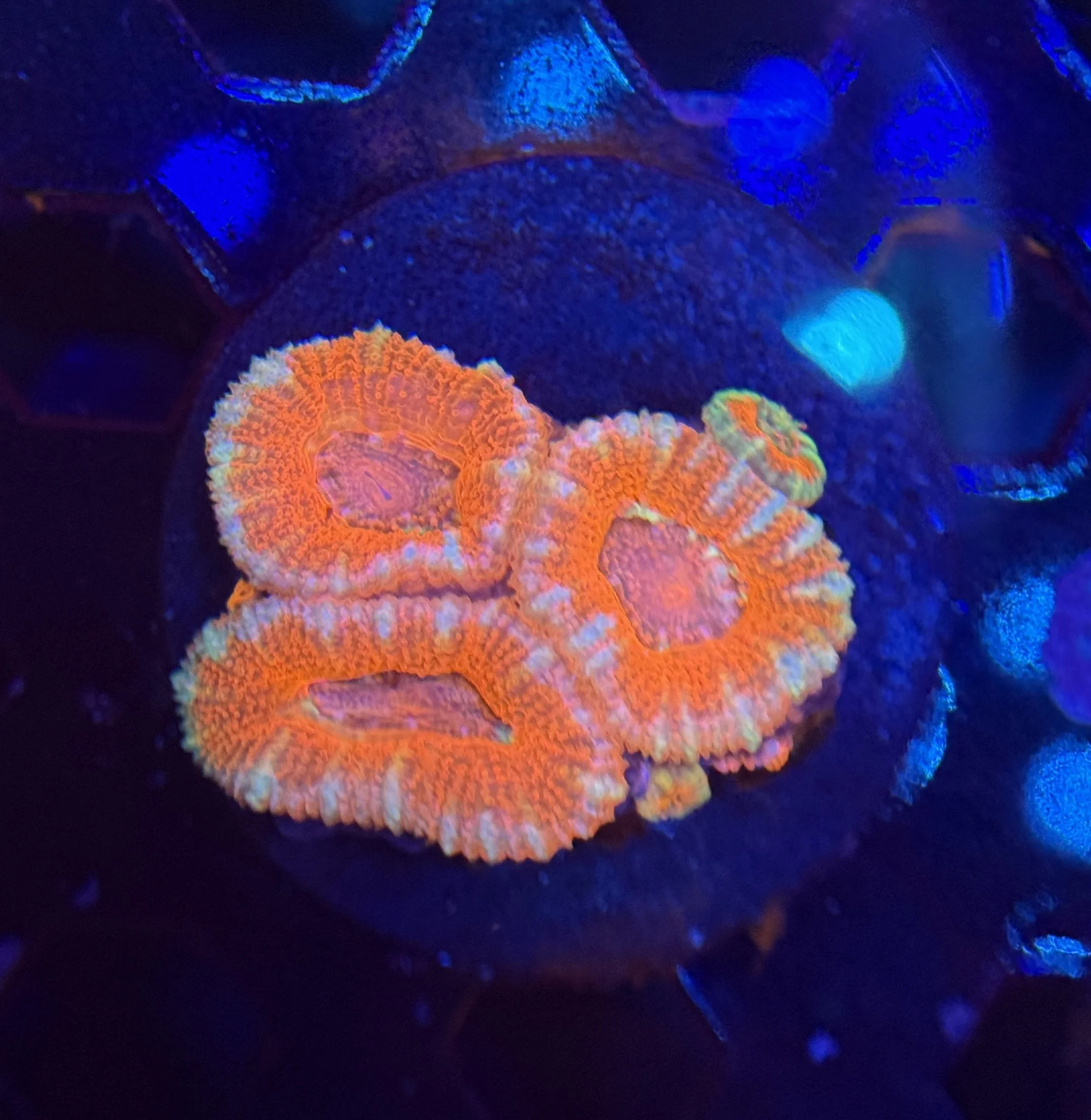 Acan Frag 008