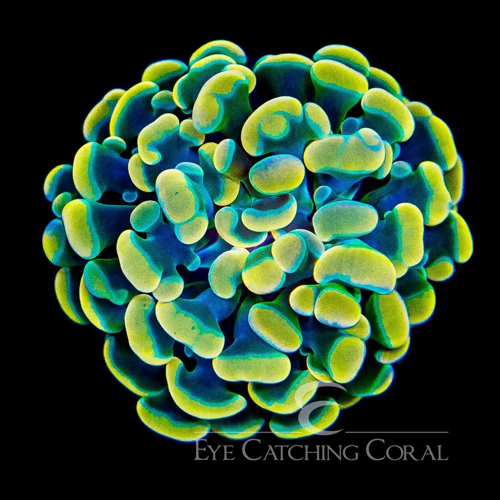 ECC Dandelion Hammer Frag — Special Order [AC1117]