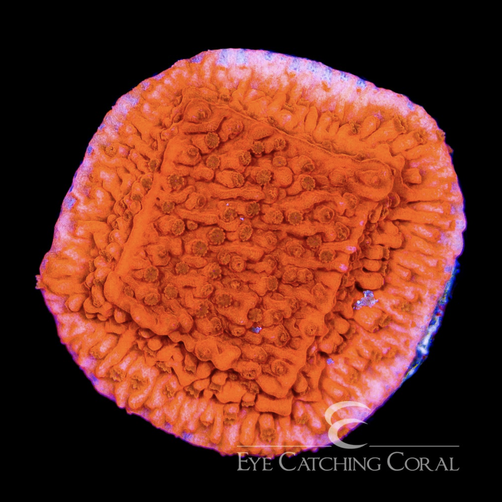 Red Cap Montipora Frag