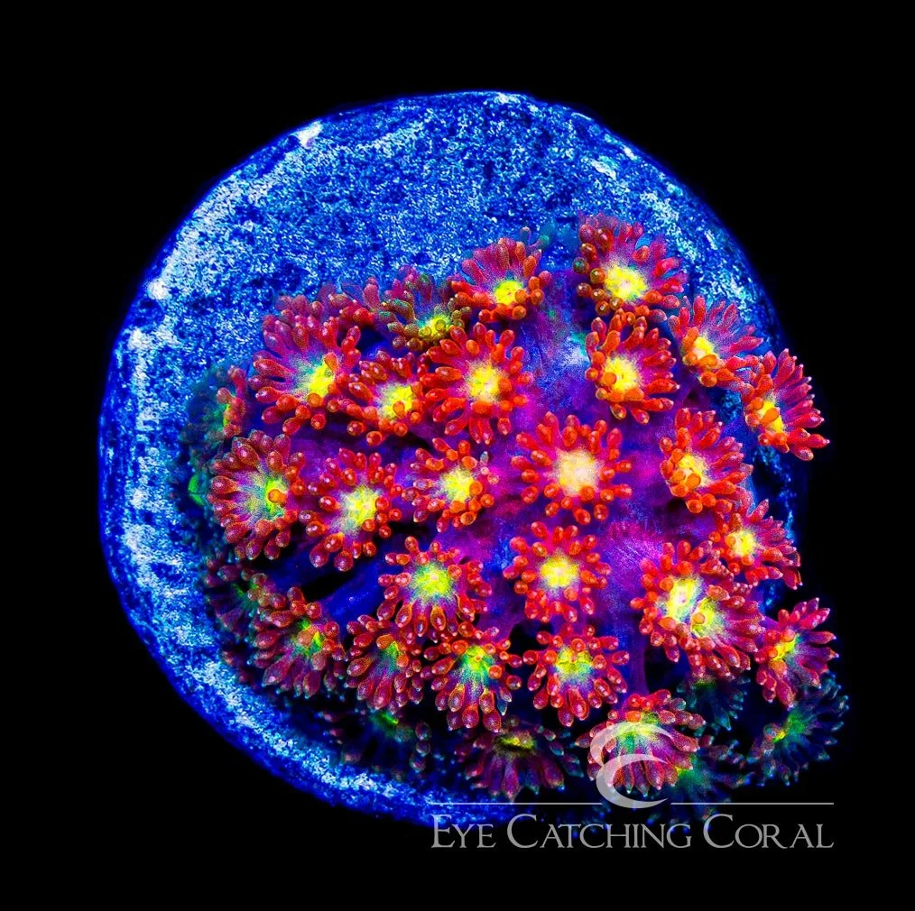 ECC Time Warp Goniopora Frag (Short Polyp) — Special Order [AC890]