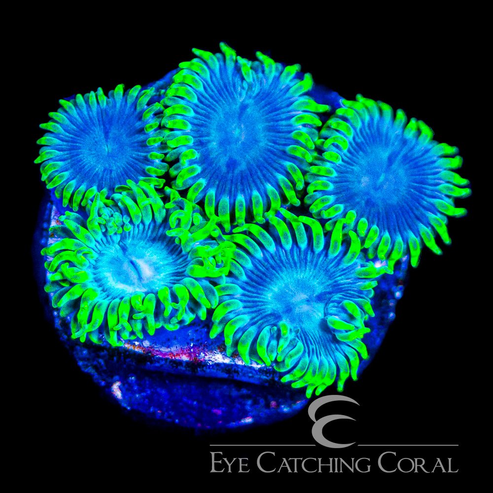 ECC Ice Breaker Zoanthid Frag (4+Polyp Average) — Special Order [AC1158]