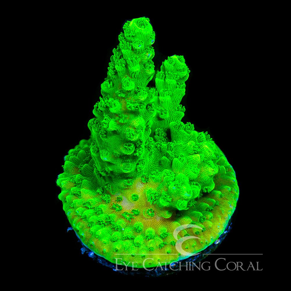 ECC Bali Green Slimer Acropora Frag — Special Order [AC971]