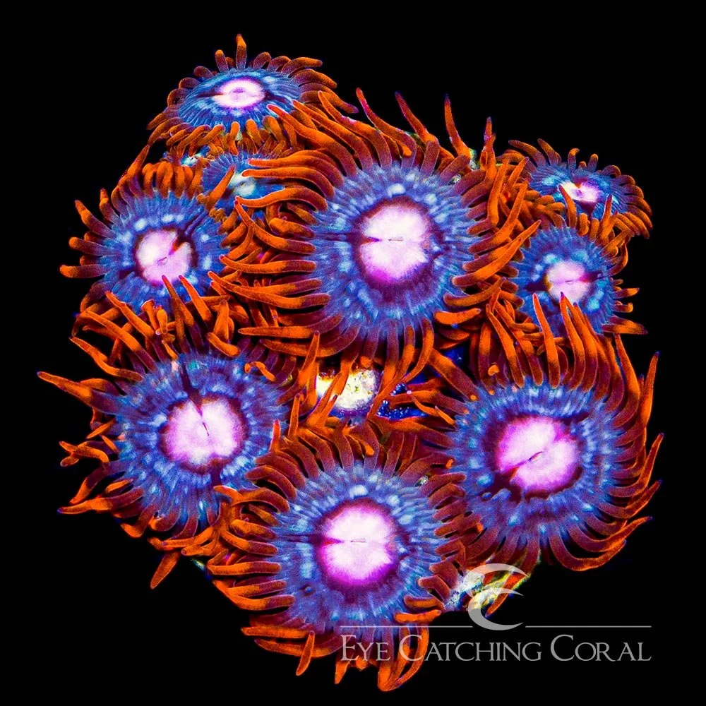 ECC Snitch Zoanthid Frag (4+ Polyp Average) — Special Order [AC48]