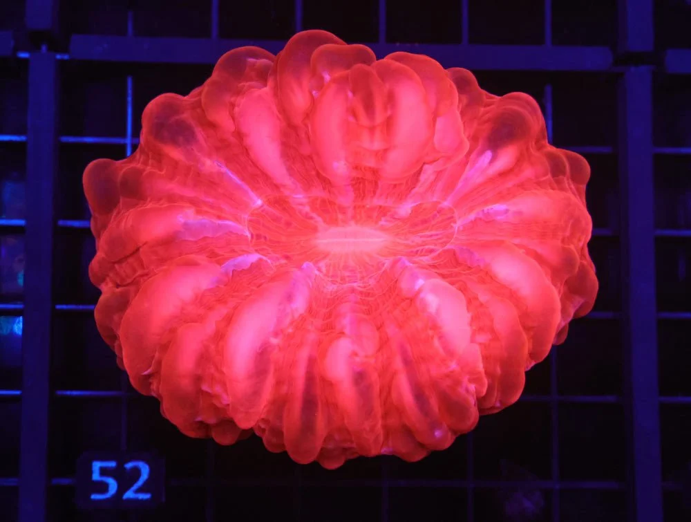 B52 -Indo Red Hot Cynarina — Special Order [SDC-B52]