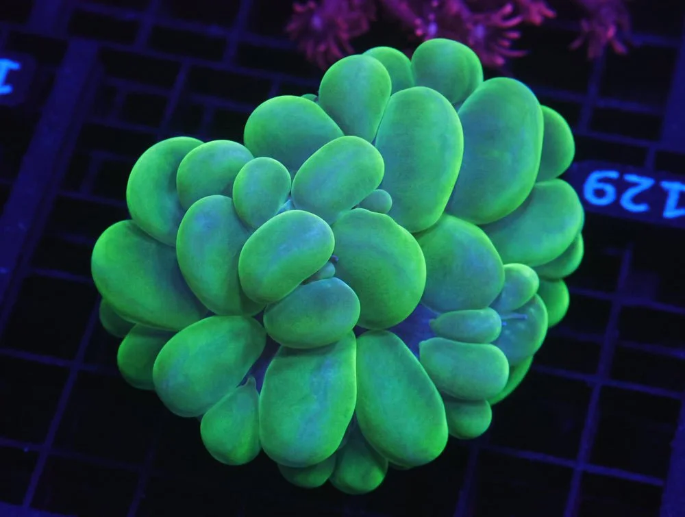 B129 - Indo Radioactive Bubble Coral — Special Order [SDC-B129]