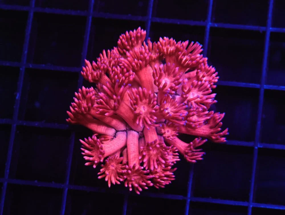 B139 - Indo Hot Pink Goniopora — Special Order [SDC-B139]