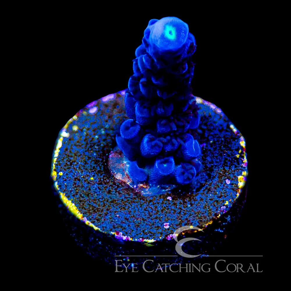 ECC Sapphire Grove Acropora Frag — Special Order [AC1078]