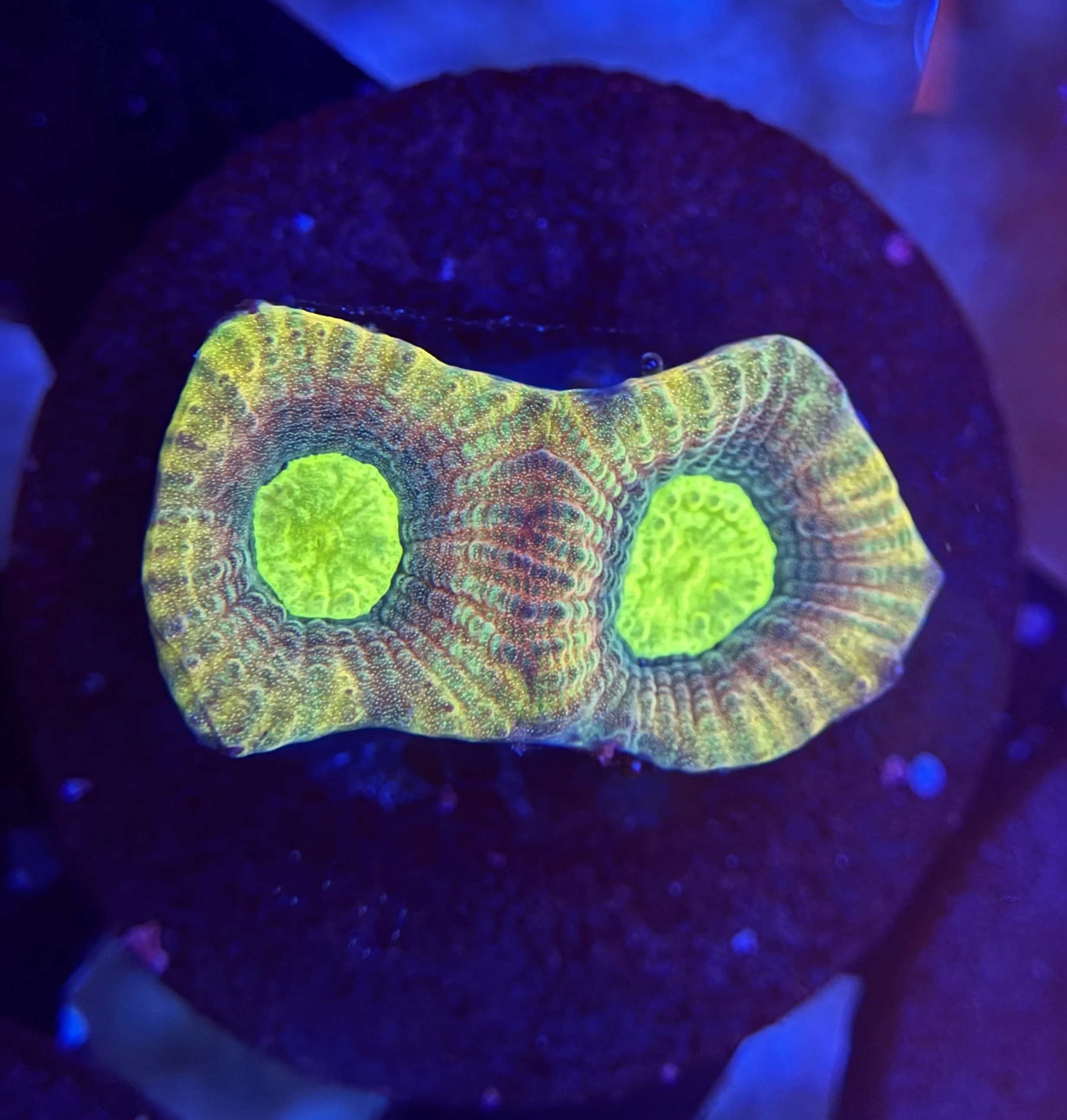 Prism Favia Frag 003