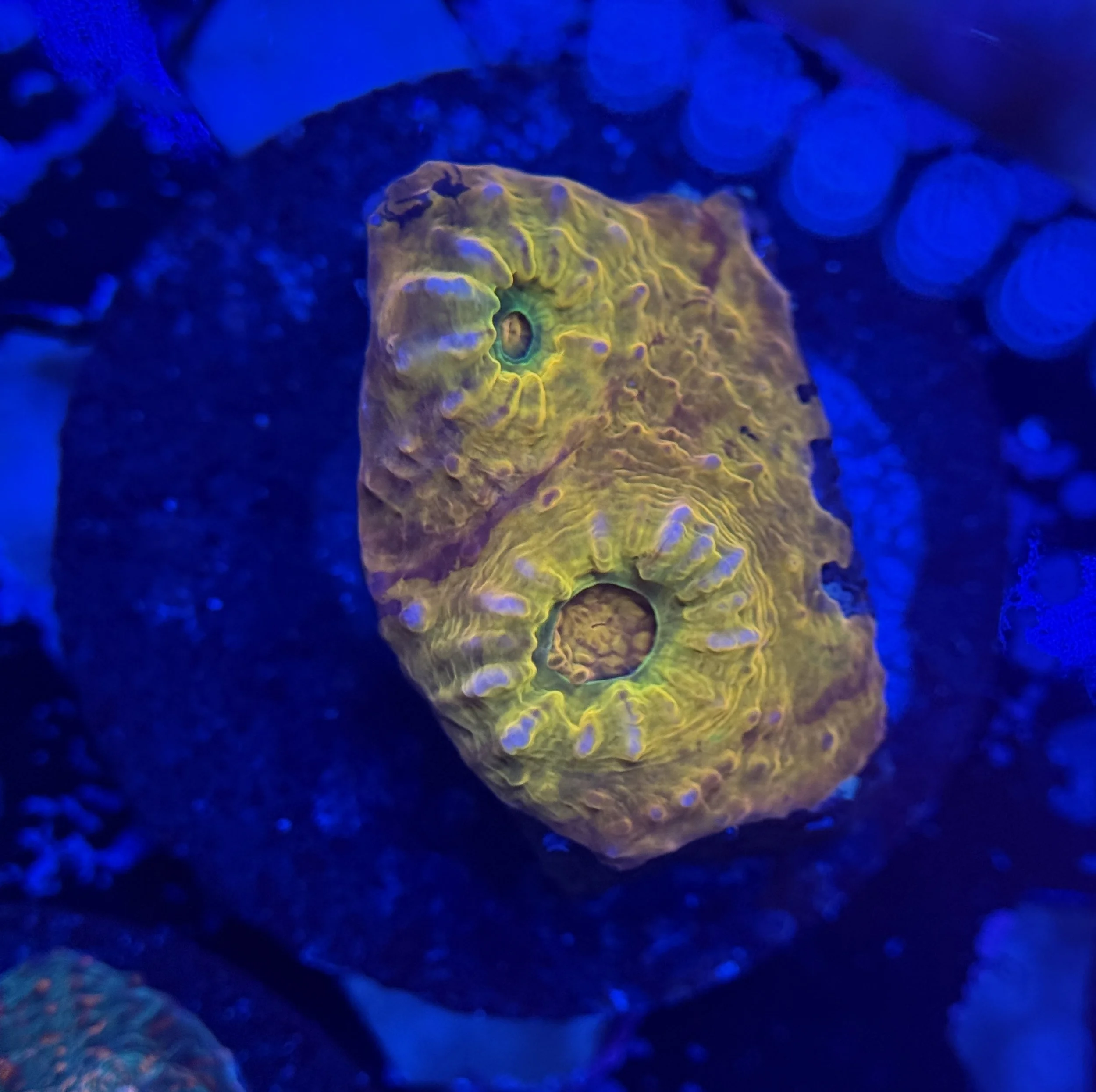 Ultra Chalice Frag 005 $30.jpg