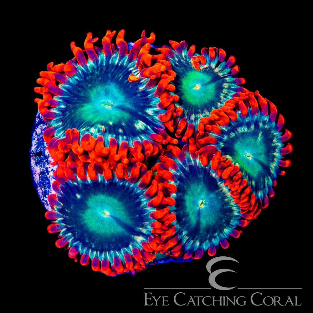 ECC Flame Blast Zoanthid Frag (4+Polyp Average) — Special Order [AC1159]