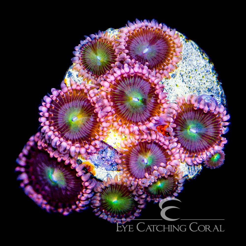 ECC Pink Taffy Zoanthid Frag (4+ Polyp Average) — Special Order [AC786]