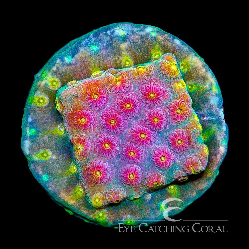 JF Buzkill Cyphastrea Frag — Special Order [AC722]
