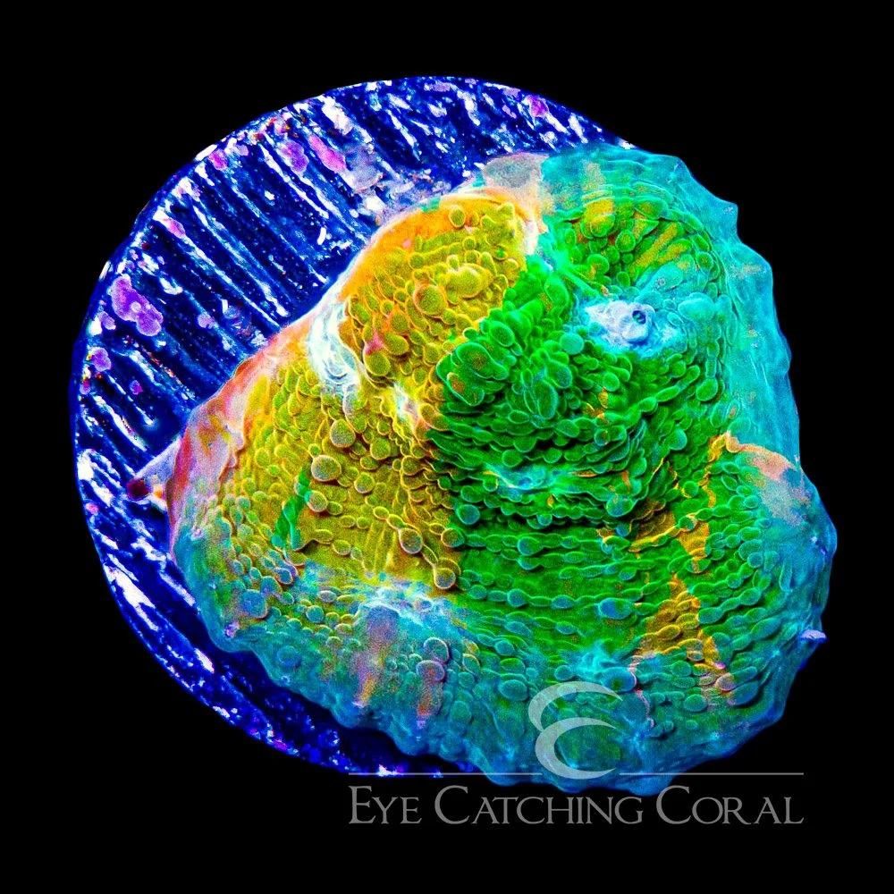 ECC Grafted Orange Sherbert Chalice Frag — Special Order [AC1046]