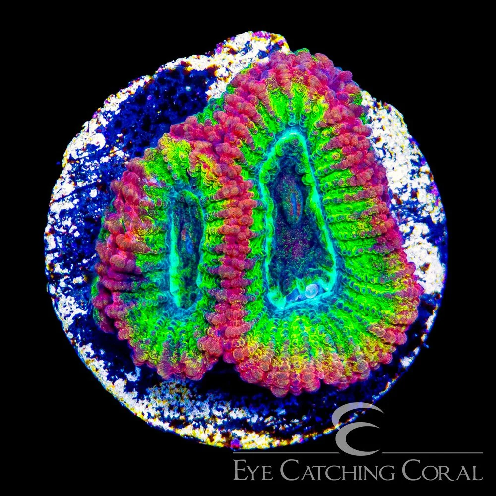 ECC Time Spiral Favia Frag — Special Order [AC1192]