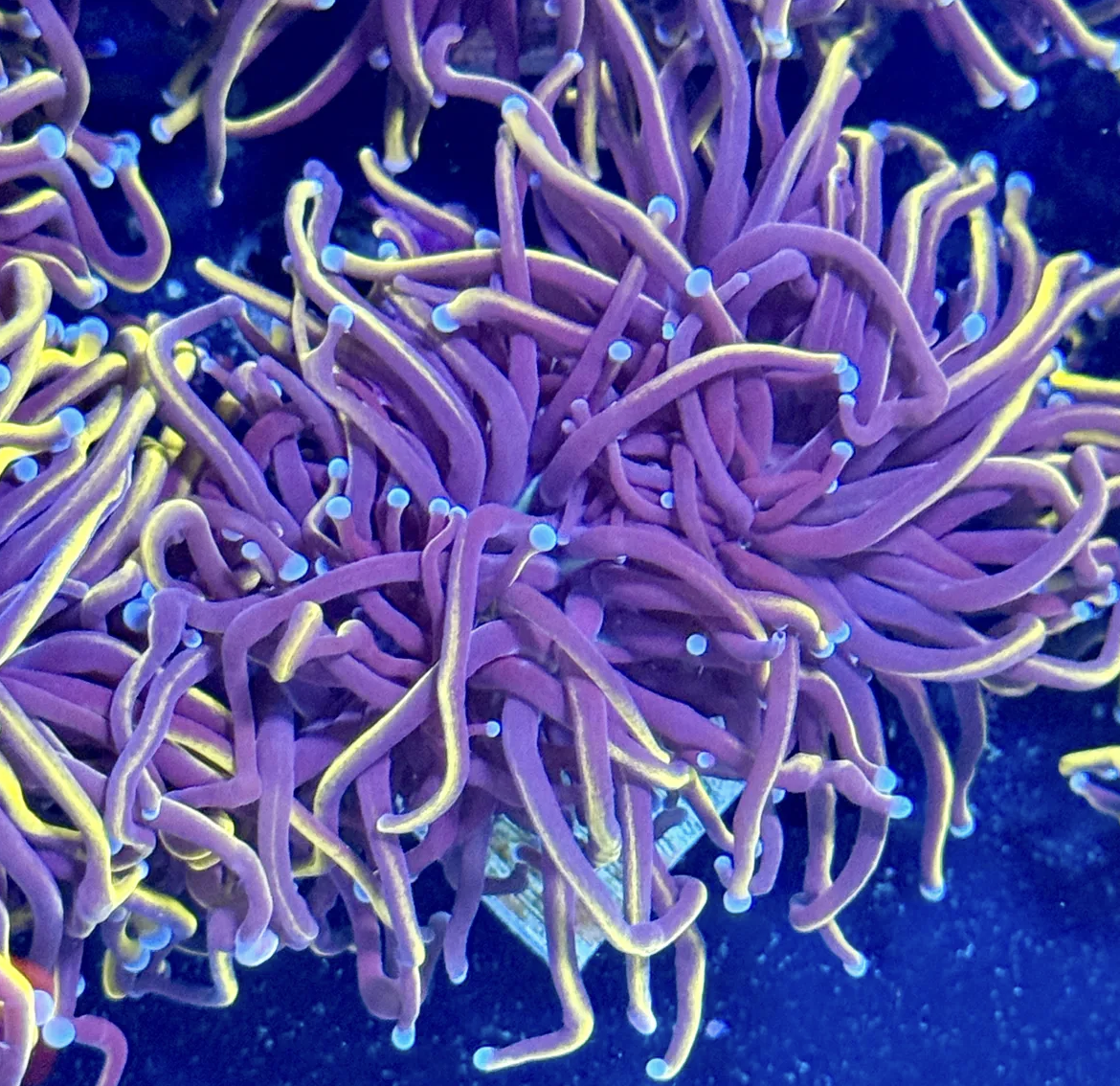 Wolverine Torch 2 Heads