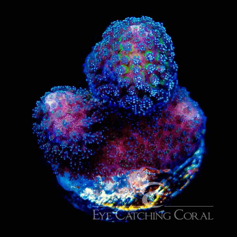 Tidal Gardens OG Tyree Rainbow Stylophora Frag — Special Order [AC974]