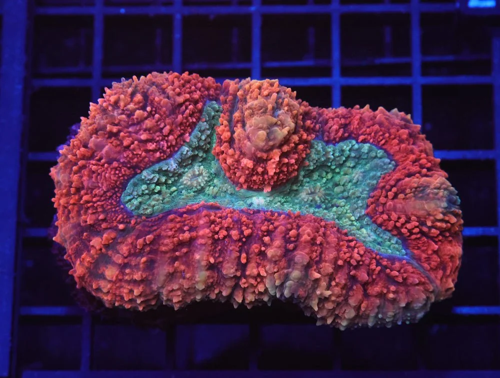 B27 -Indo Supernova Symphyllia — Special Order [SDC-B27]